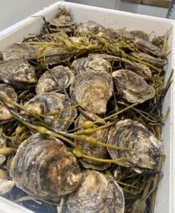 Native Oysters Dublin